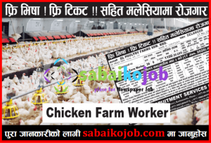 Read more about the article Free Visa ! Free Ticket for Malaysia | Job for Chicken Farm Worker